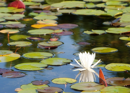 Enter a National Art Contest All About Nature! 